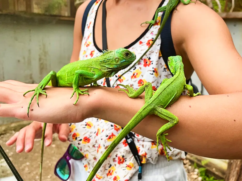 Two small green iguanas perched on a woman's arm.