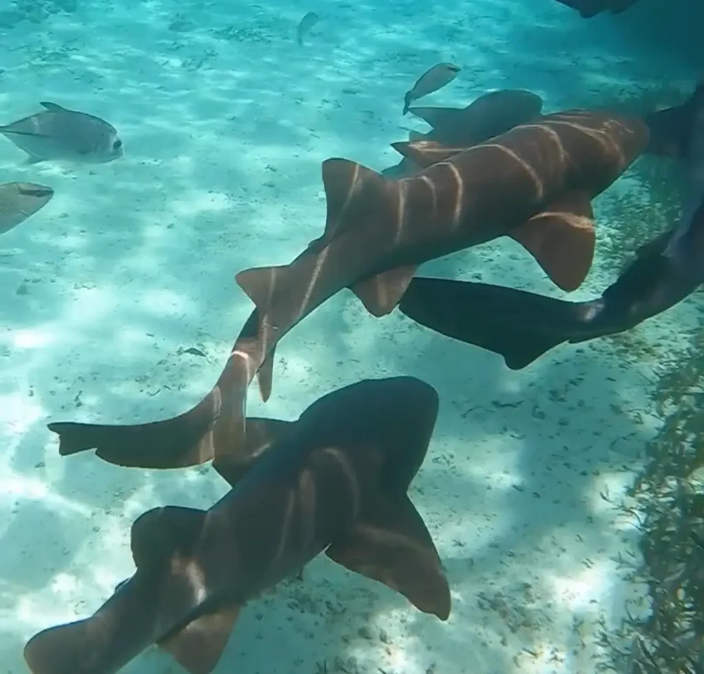 An underwater photo showing multiple nurse sharks swimming by.