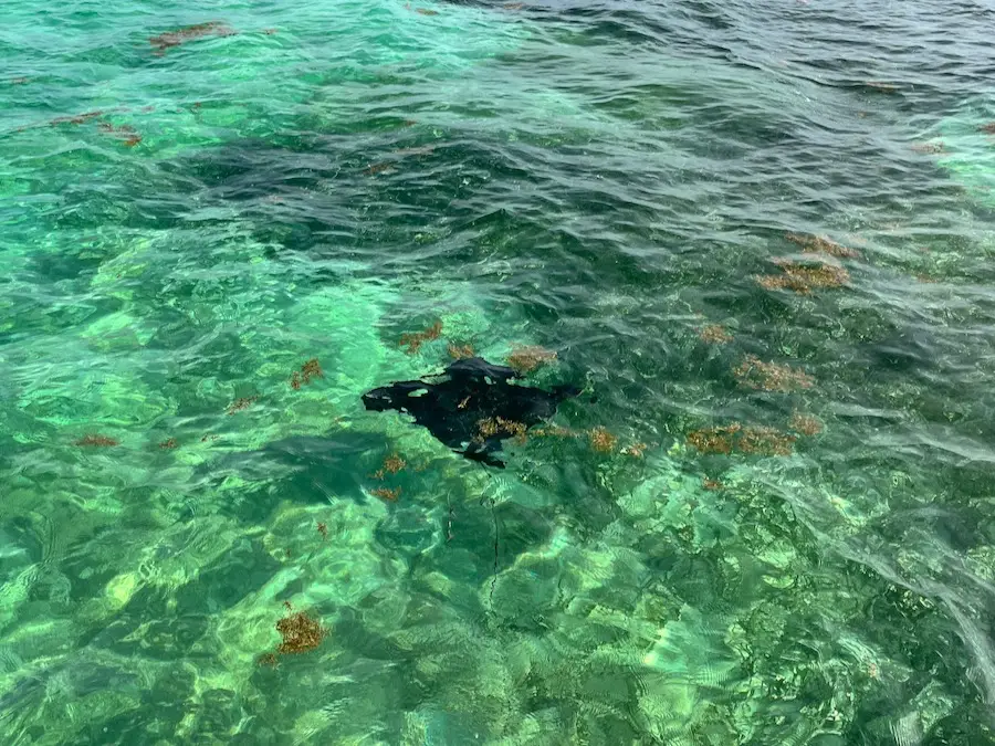 A blurry figure shaped like a stingray swimming in clear water.