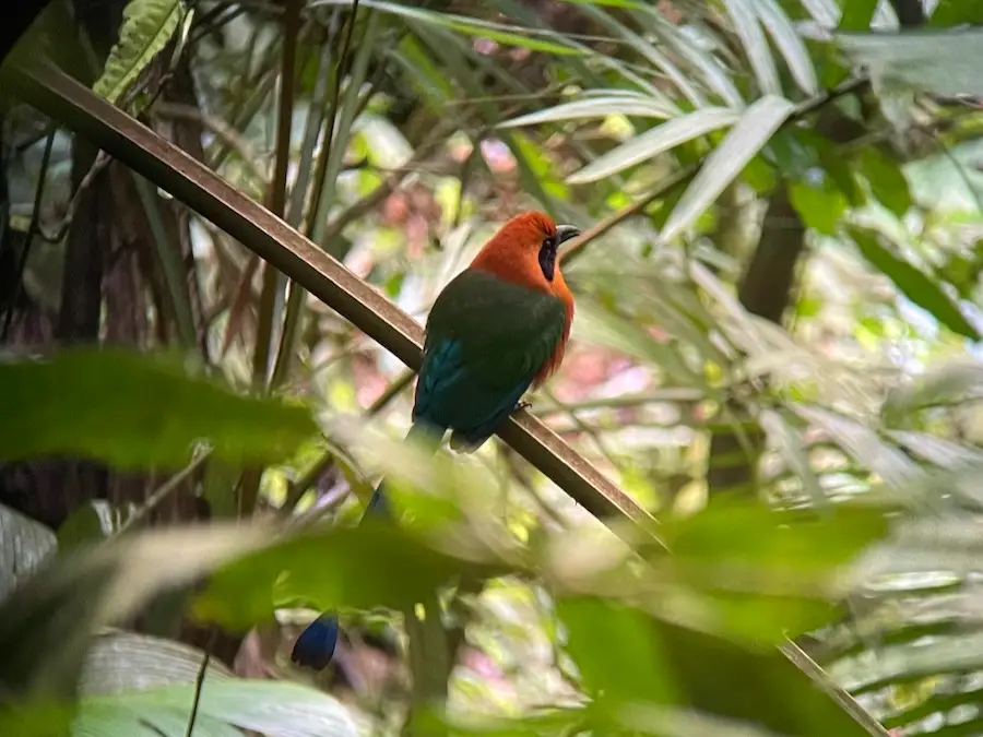 A close-up shot of a green and orange bird hiding in the rainforest.