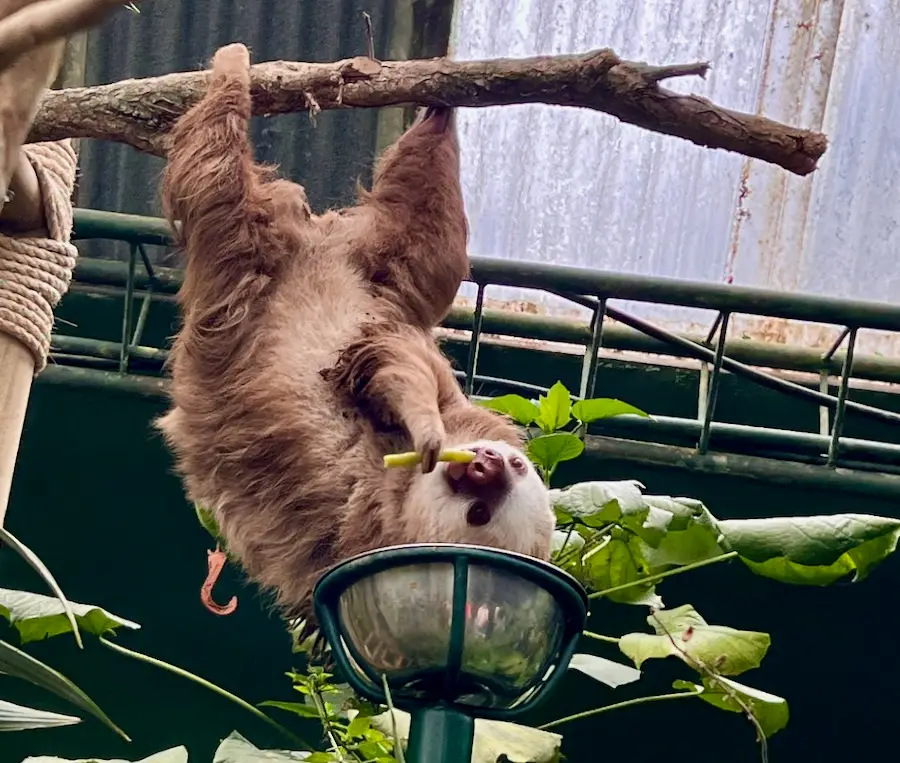 A close-up of a sloth hanging upside down on tree branch while eating.