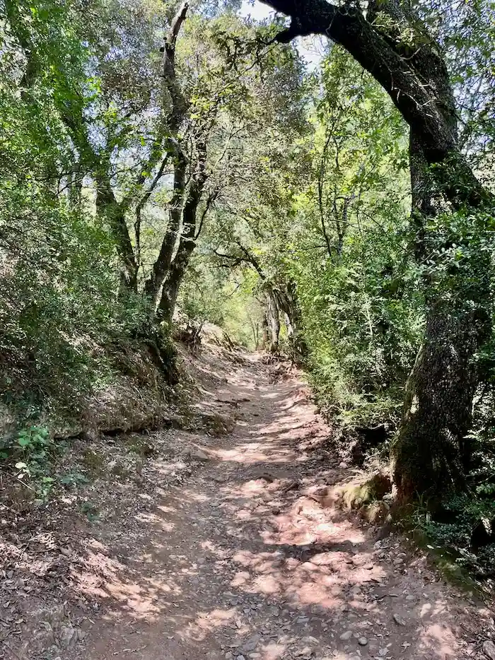 A narrow dirt path shaded by trees on both side.