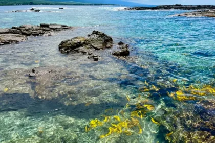 Clear ocean water with yellow fish swimming in it.