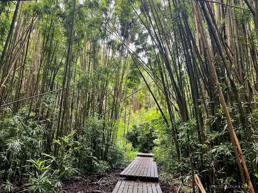 A trail with board walks surrounded by tall bamboos on both sides.