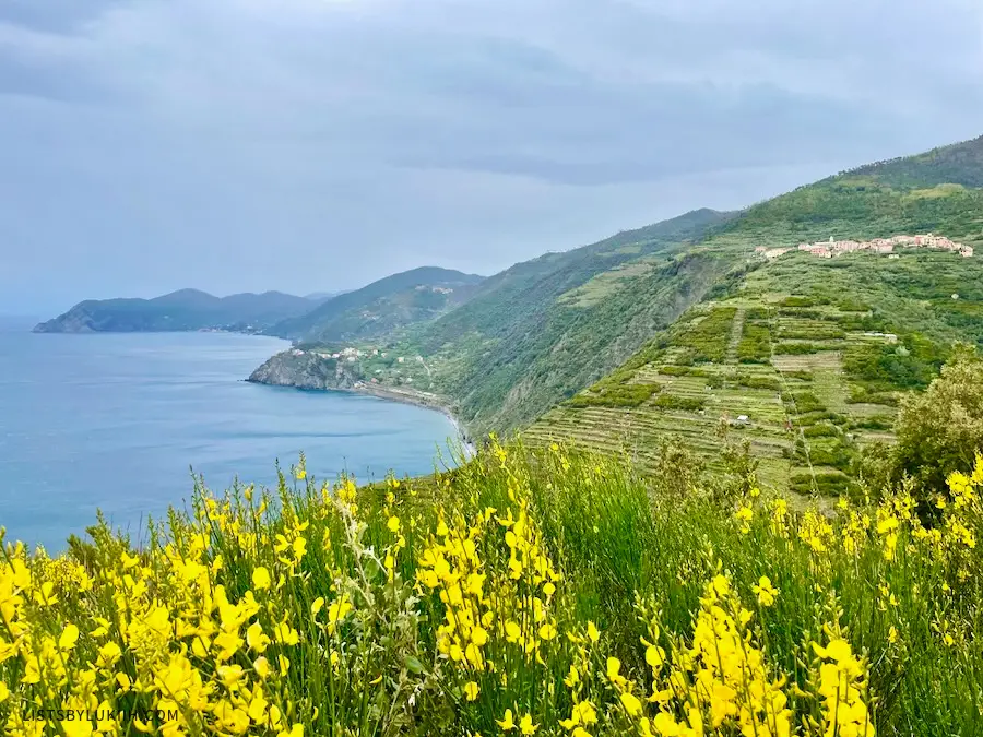 A mountain view with the ocean and yellow flowers.