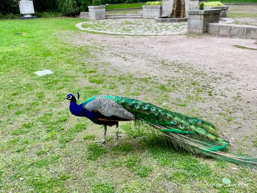 A peacock wandering around without a cage.