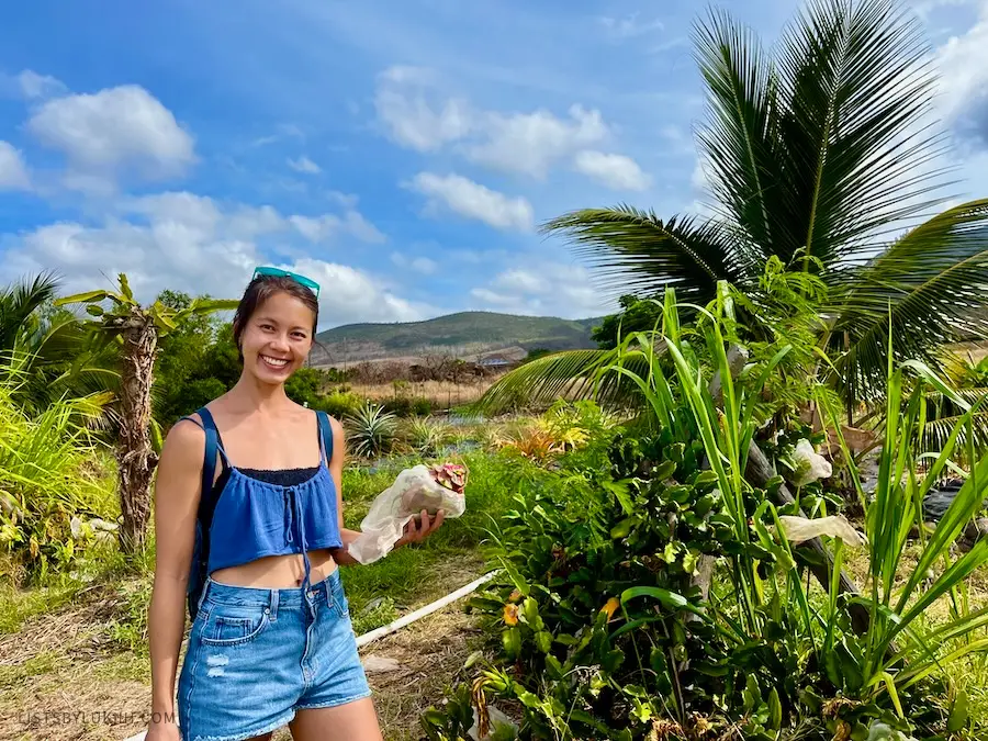 A woman holding a dragon fruit next to a dragon fruit cactus.