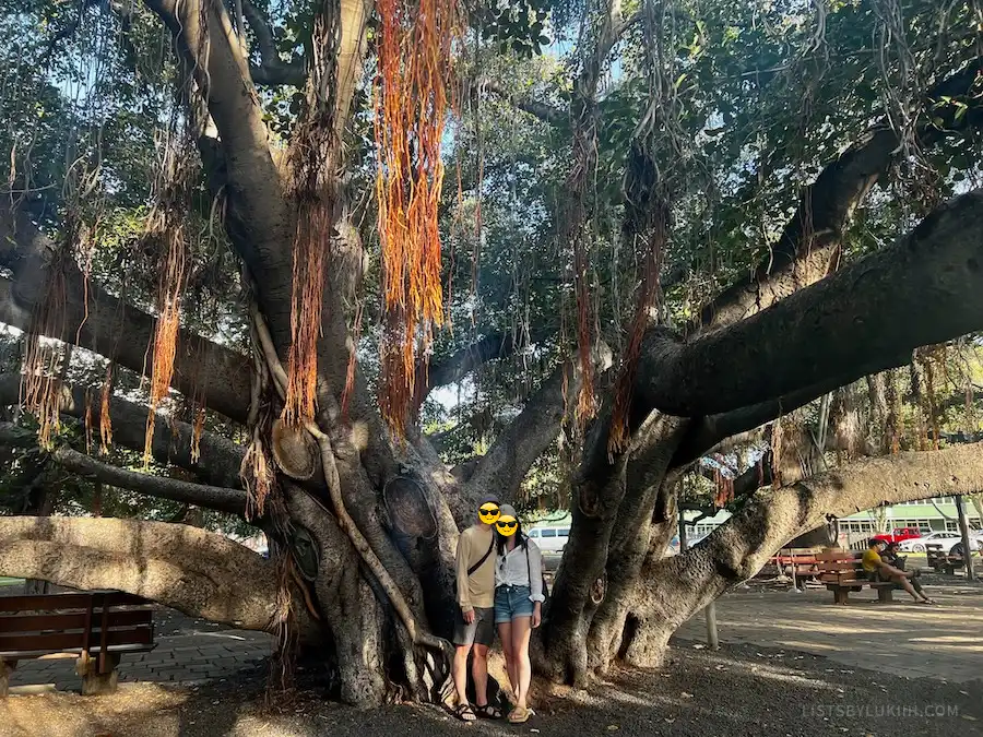 Two people standing in front of a giant tree with many thick branches.