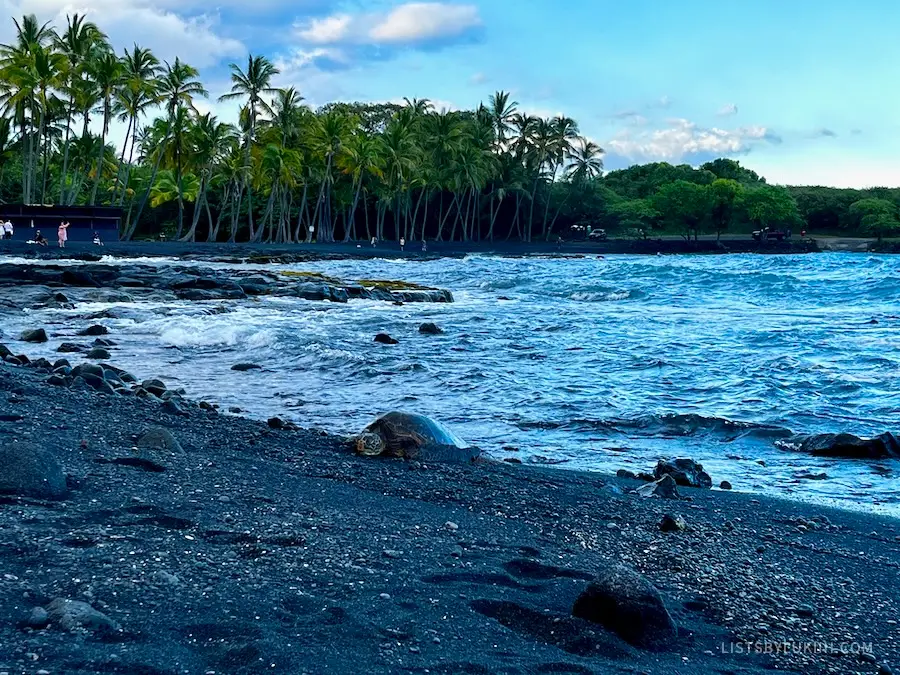 A black-sand beach with a turtle resting on it.