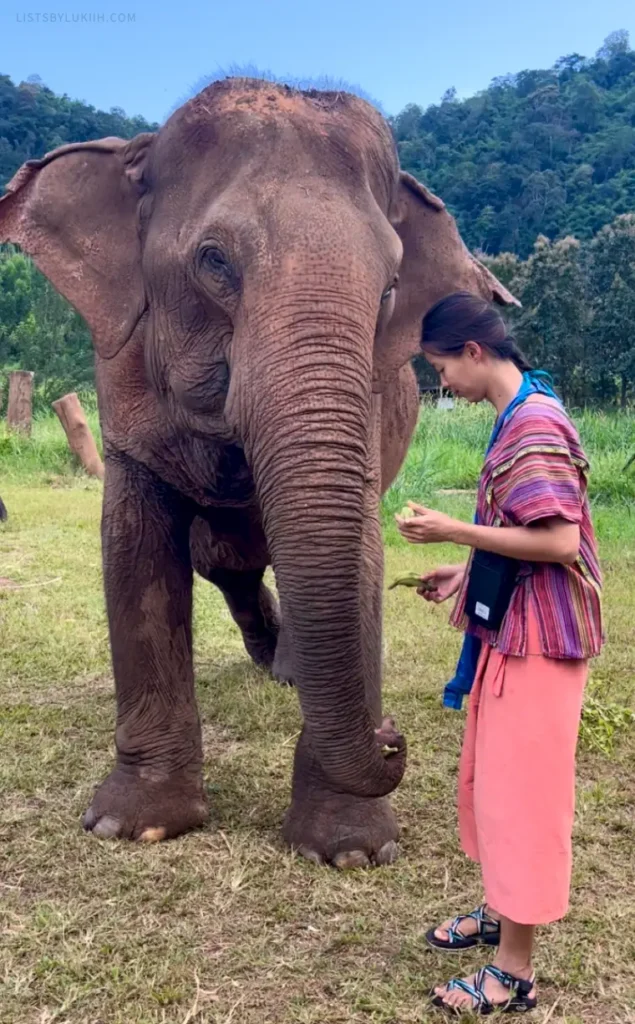 A woman wearing colorful clothes feeding bananas to an elephant.
