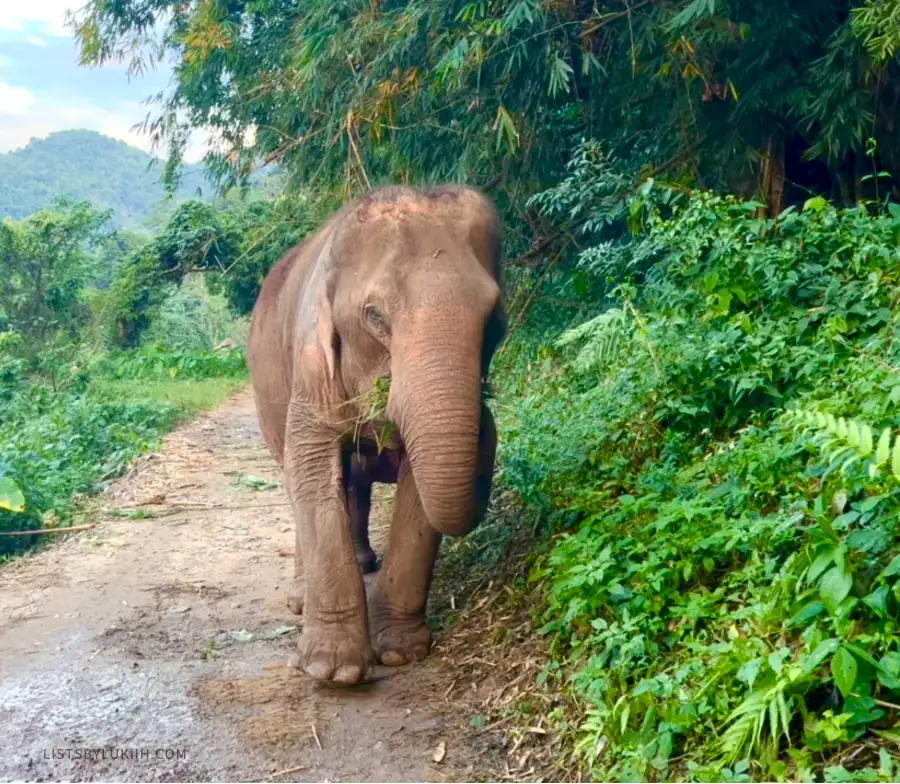 An elephant walking through a muddy trail while eating plants around her.