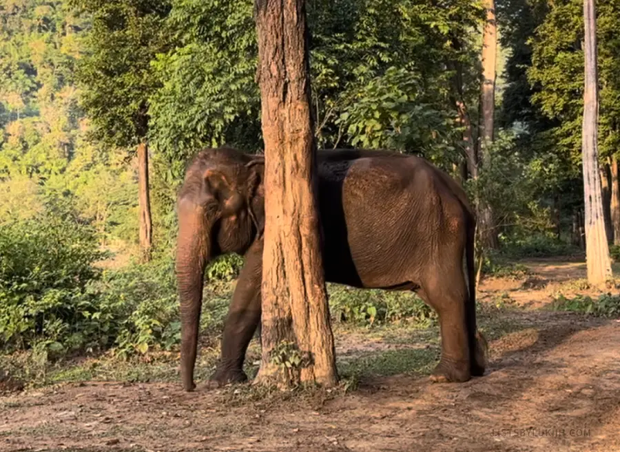 An elephant scratching itself against a tree.