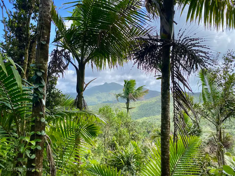 A lush rainforest with palm trees.