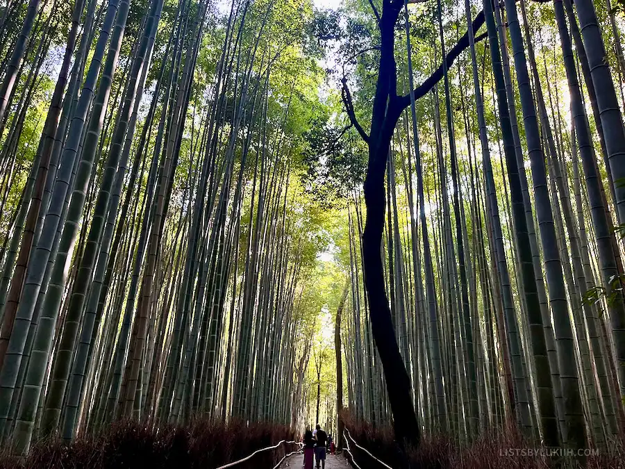 A forest surrounded by bamboo.