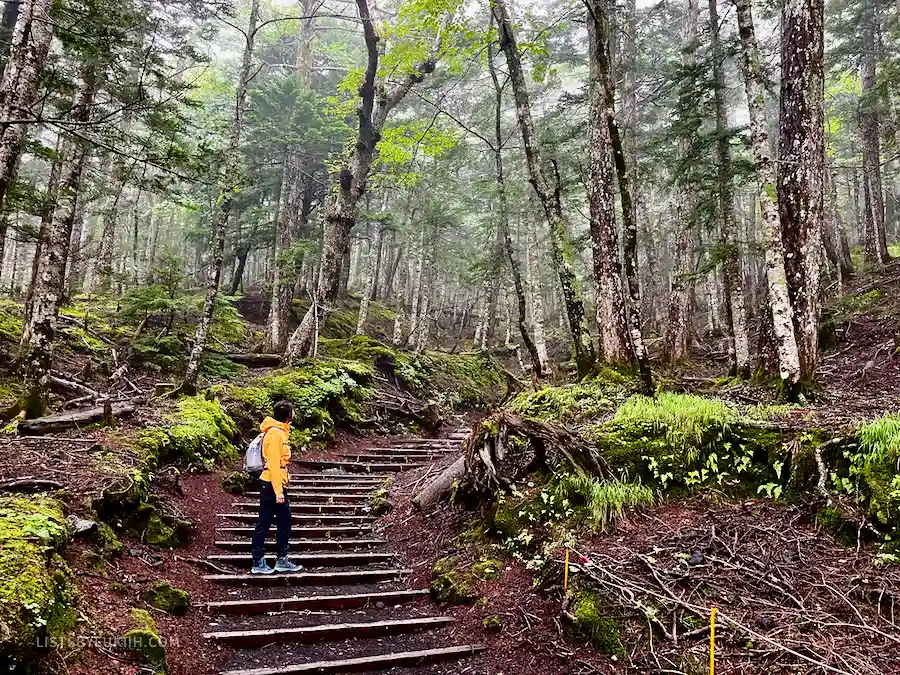 A hiker going up a set of wooden stairs in a forest.