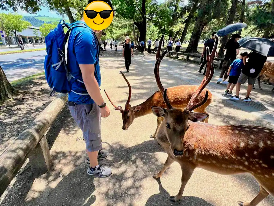 Two deers approaching a man at a park.