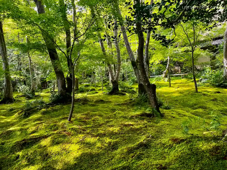 A moss-covered area with trees.