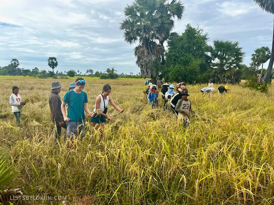 Multiple farmers and two tourists leaning down and harvesting rice from a paddy field.