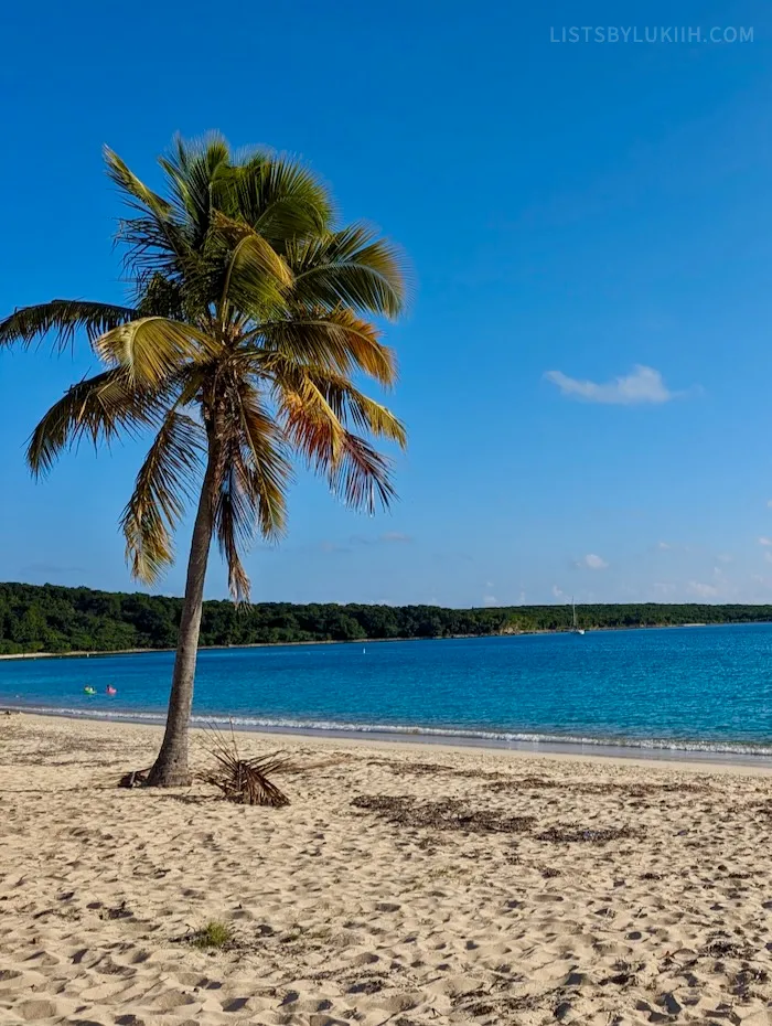 A palm tree in a sandy beach next to a blue, calm ocean.