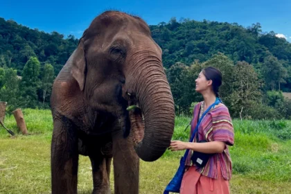 A woman wearing colorful clothes standing next to an elephant putting foods in its mouth.
