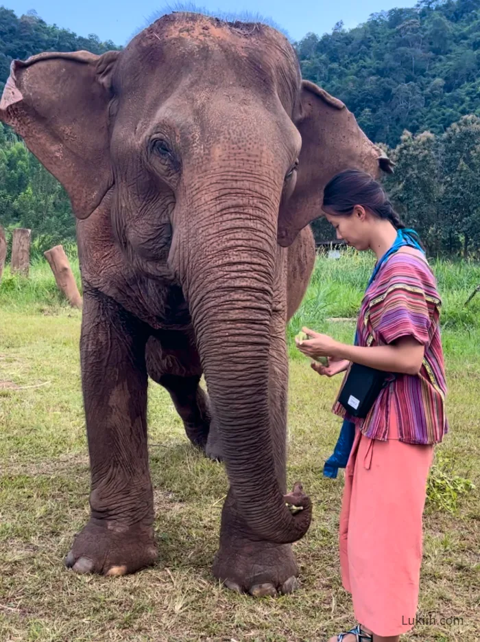 A woman wearing colorful clothes feeding bananas to an elephant.