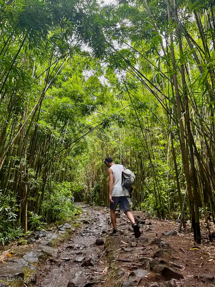 A trail surrounded by tall bamboos on both sides.