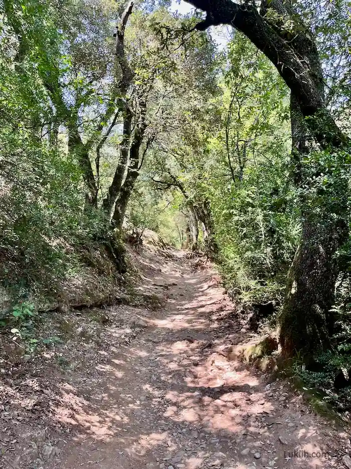 A narrow dirt path shaded by trees on both side.