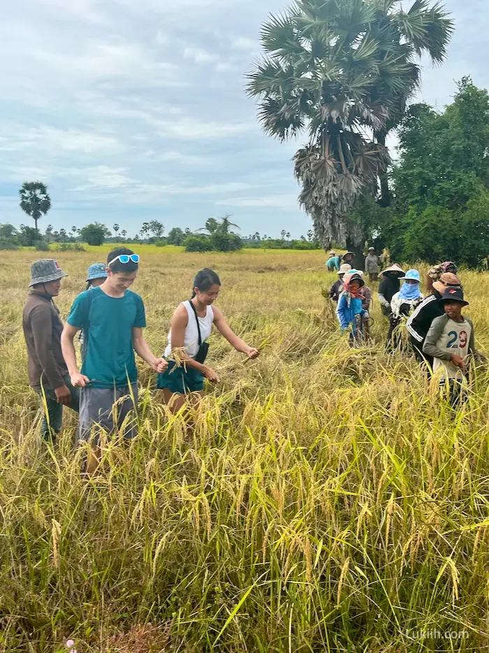 Multiple farmers and two tourists leaning down and harvesting rice from a paddy field.