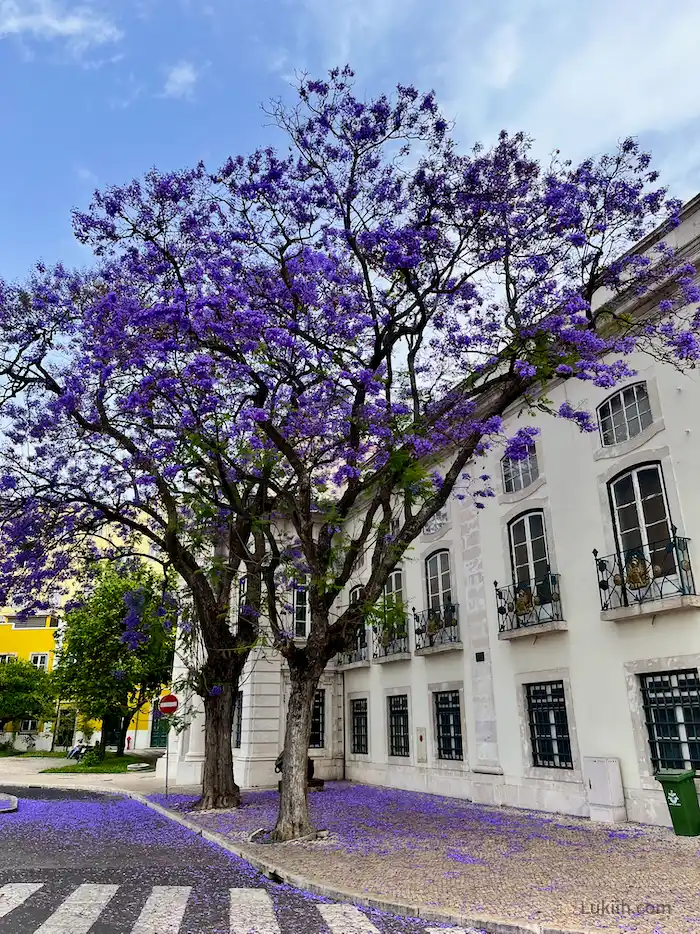 A tree with purple flowers near a building.