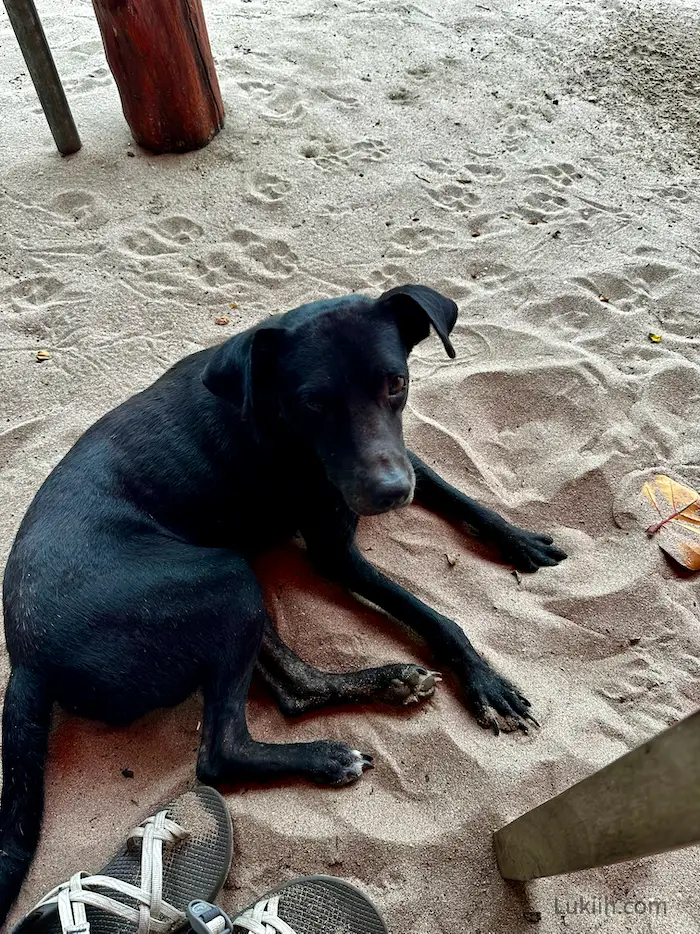 A dog sitting on a beach by a dining table waiting for food.