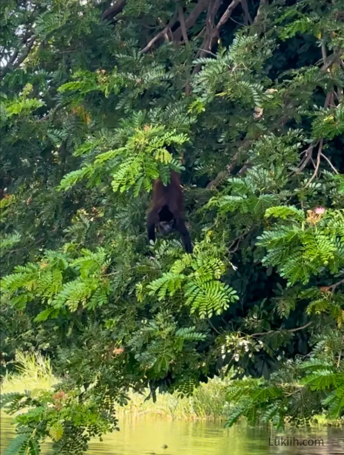 A monkey partially concealed by lush tree.