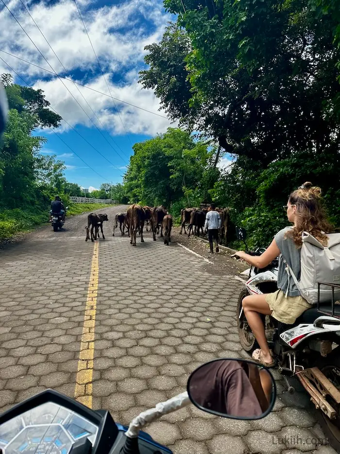 A road with cows crossing on it.