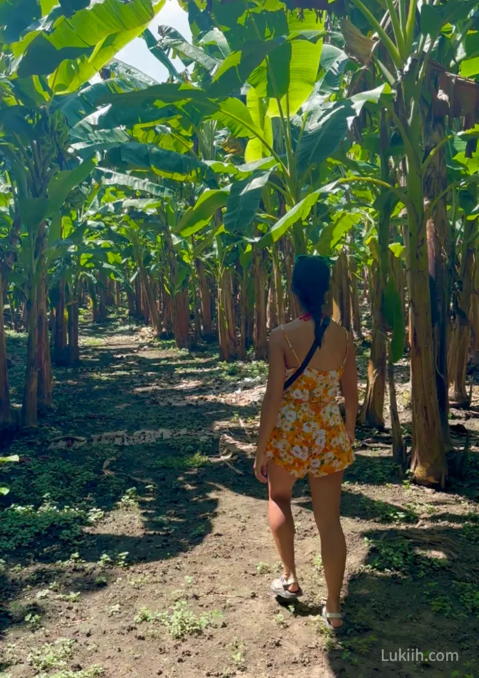 A woman walking through a dirt path surrounded by banana trees.