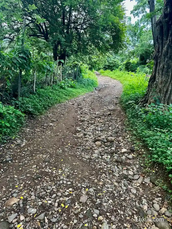 A dirt and rocky trail surrounded by lush trees.