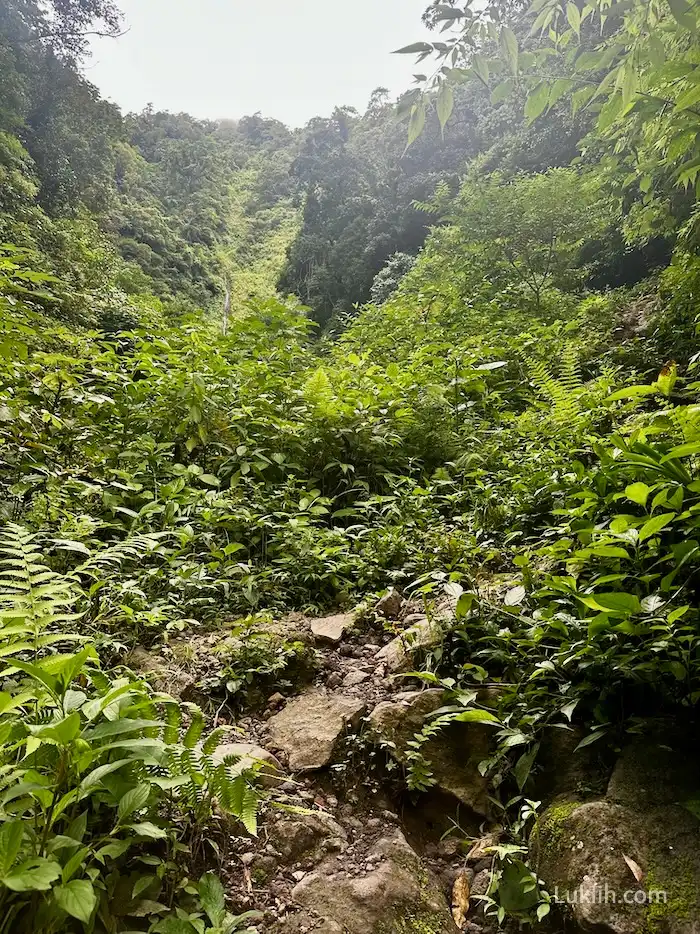 A lush rainforest area with some rock steps.