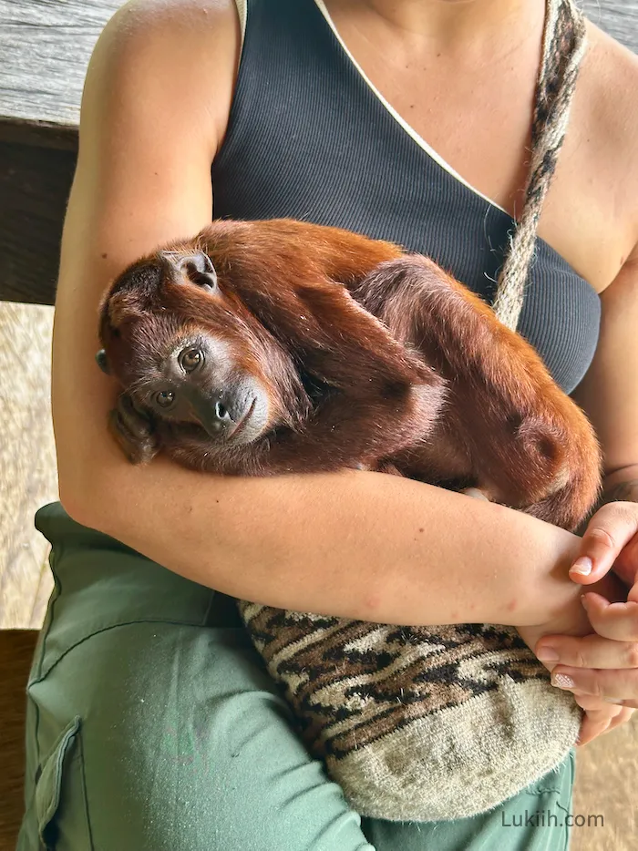 A baby orange monkey cuddling in the arms of a person.