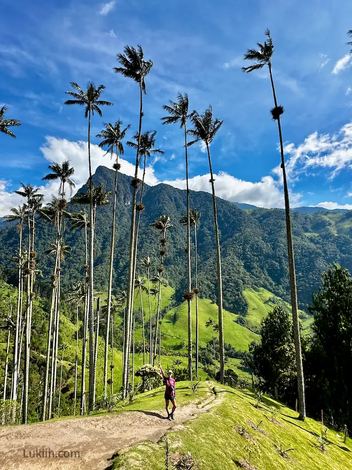 A woman on a trail surrounded by very tall, skinny palm trees.