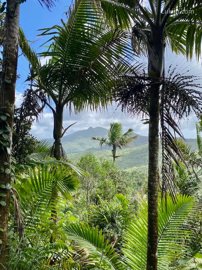 A view of several palm trees with mountains in the background.