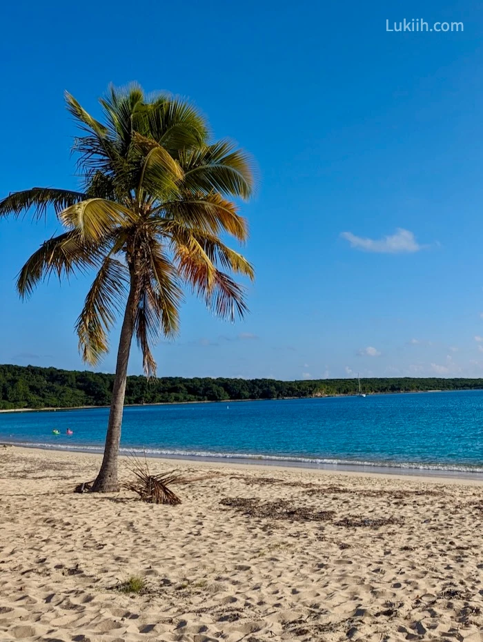 A palm beach on a beach with clear, blue sky.