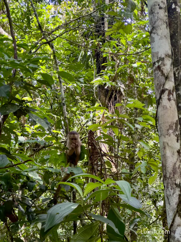 A monkey eating while perched on a tree.