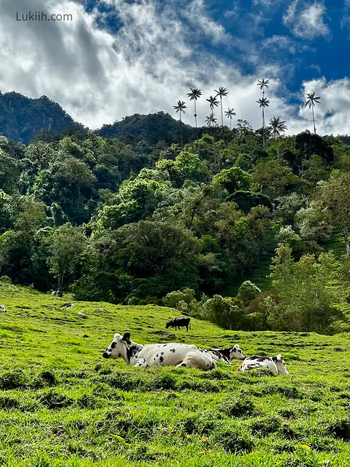 Several cows resting in lush grass, with palm trees in the background.