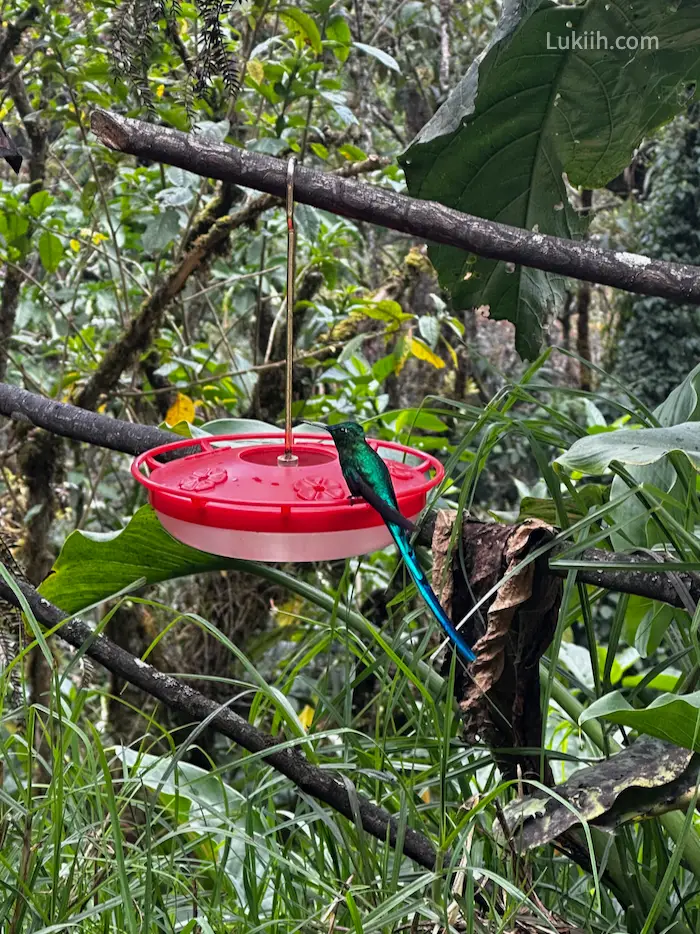 A shiny hummingbird with a long blue and green tail.