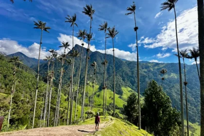 A woman walking next to very tall and thin palm trees.