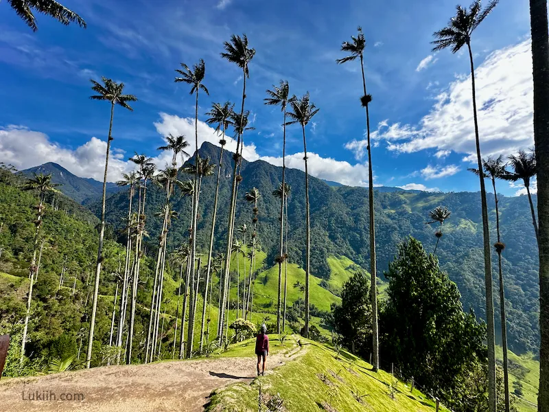 A woman walking next to very tall and thin palm trees.