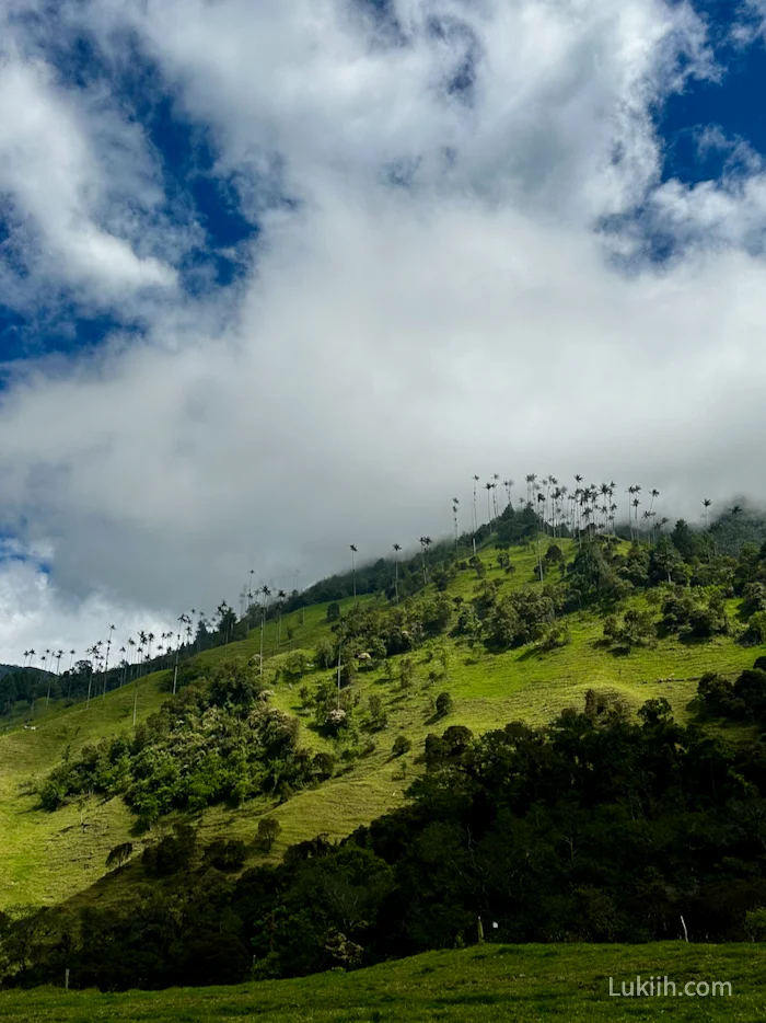 A cloudy valley with tall palm trees .