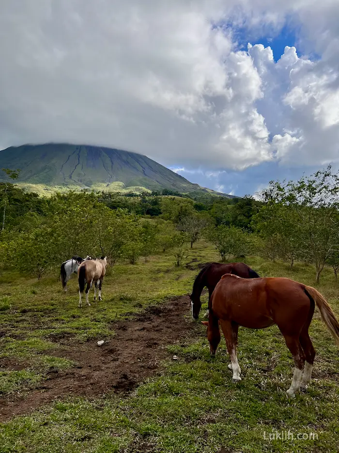 Four horses without saddles crazing freely with a volcano in the background.