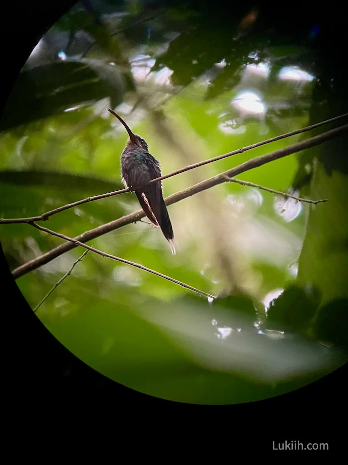 A colorful bird with a small, curved beak.