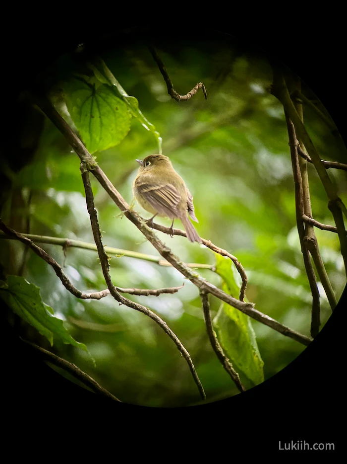 A small bird seen through a tunnel of a scope.