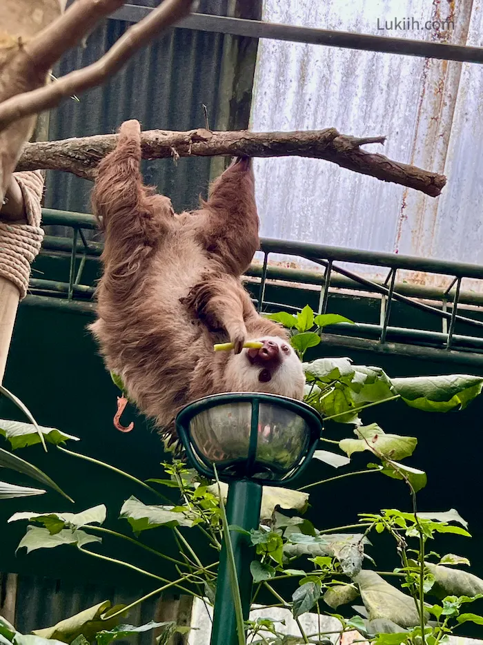 A sloth hanging from a tree branch while eating a celery.