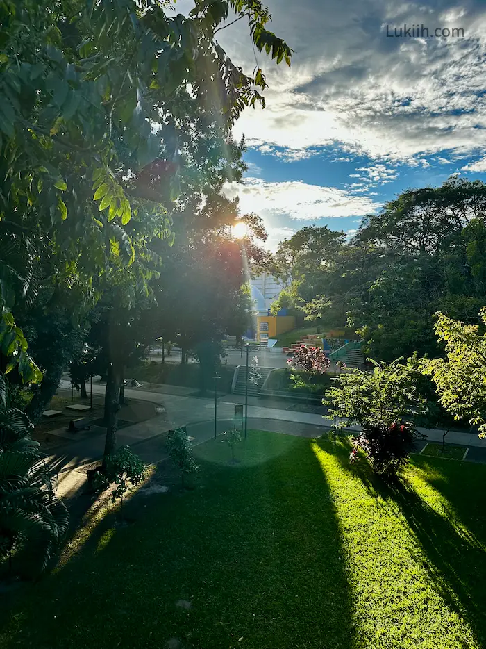 A view of a lush park